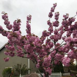 Meet your Posher, Alexandra